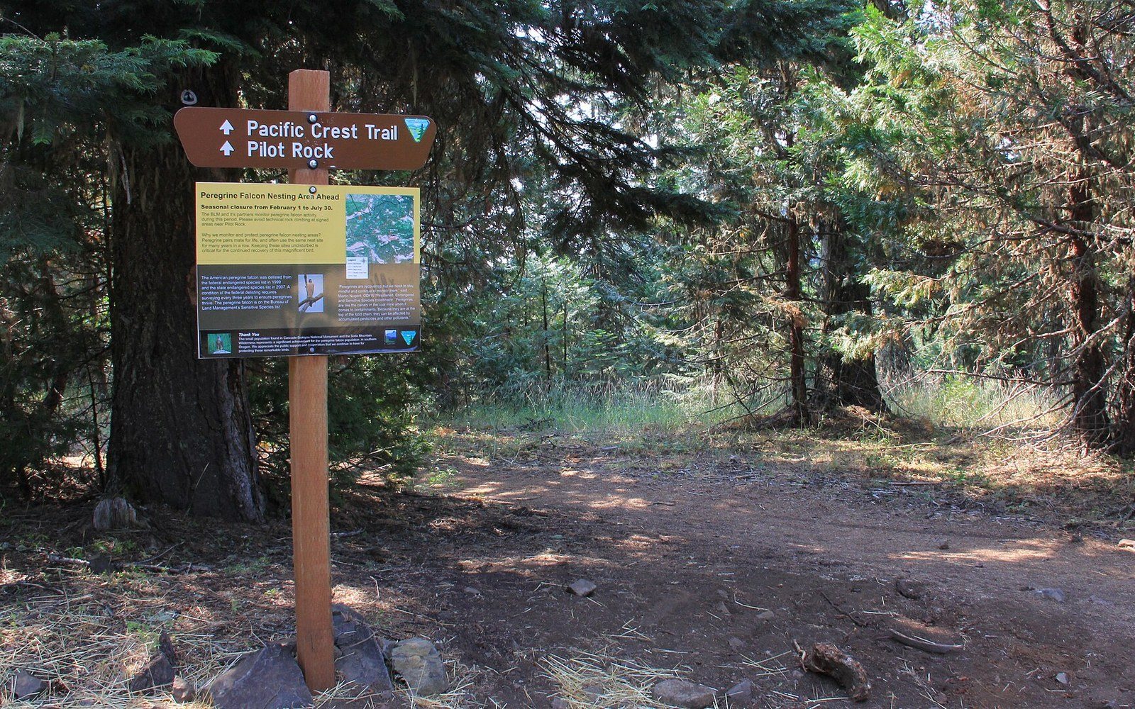 A cut trail bench on a steep slope, close, raking light