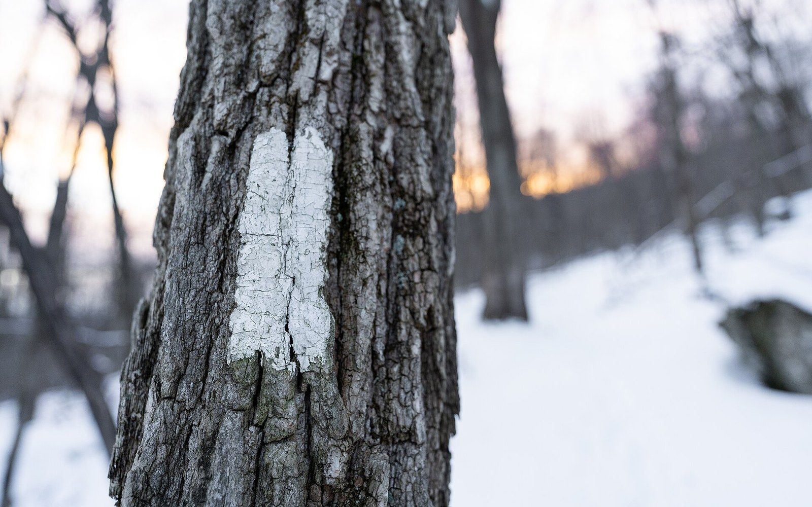 A painted rectangle on tree bark, macro, dappled light